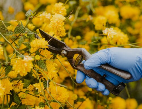 Seasonal Garden Clearance Tips for Leatherhead Residents